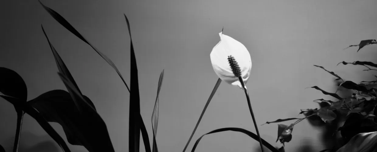 Landscape image article 30