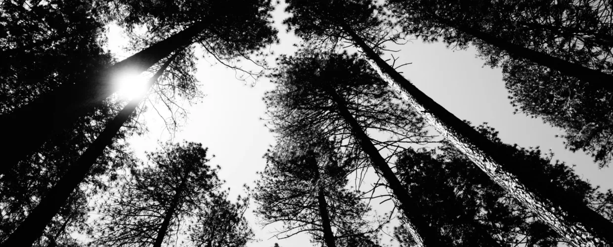 Landscape image article 39