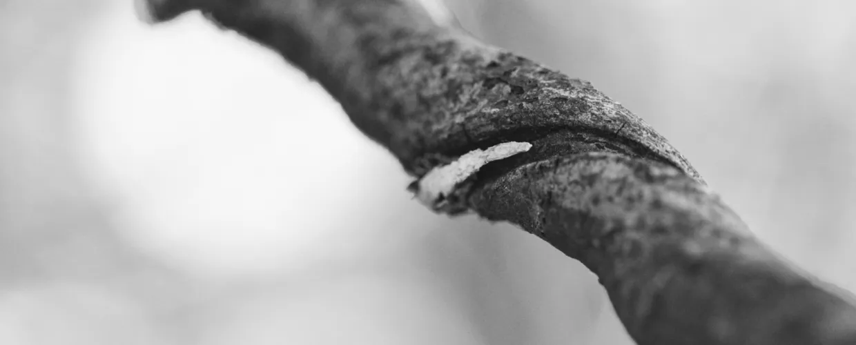 Landscape image article 9