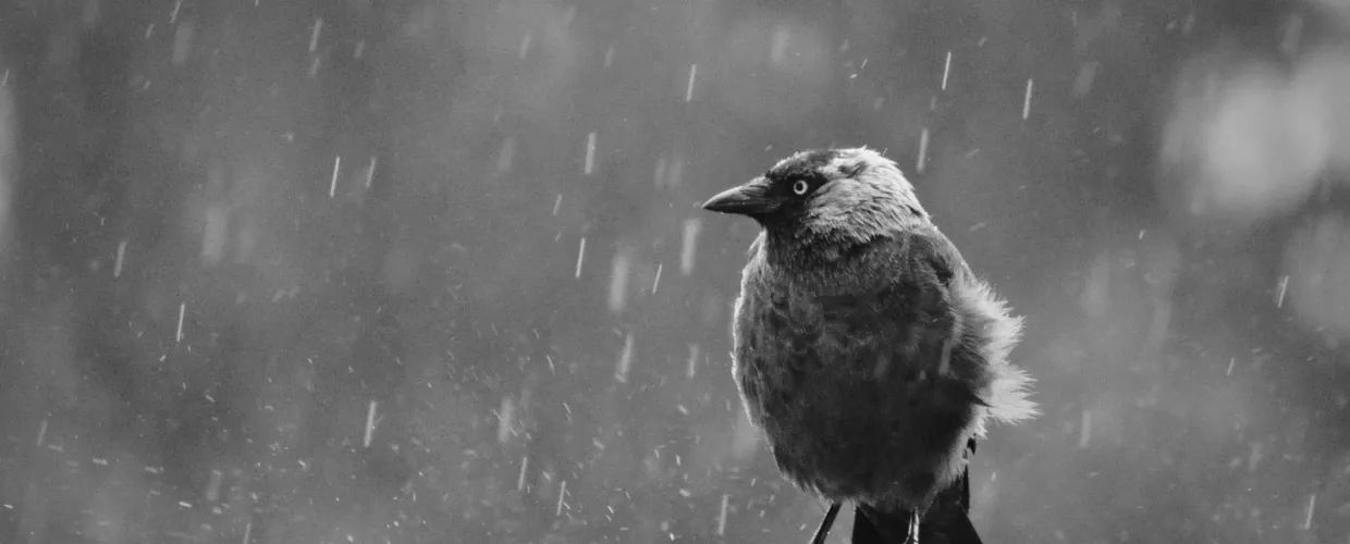 Mirek g jackdaw 8249384 1920
