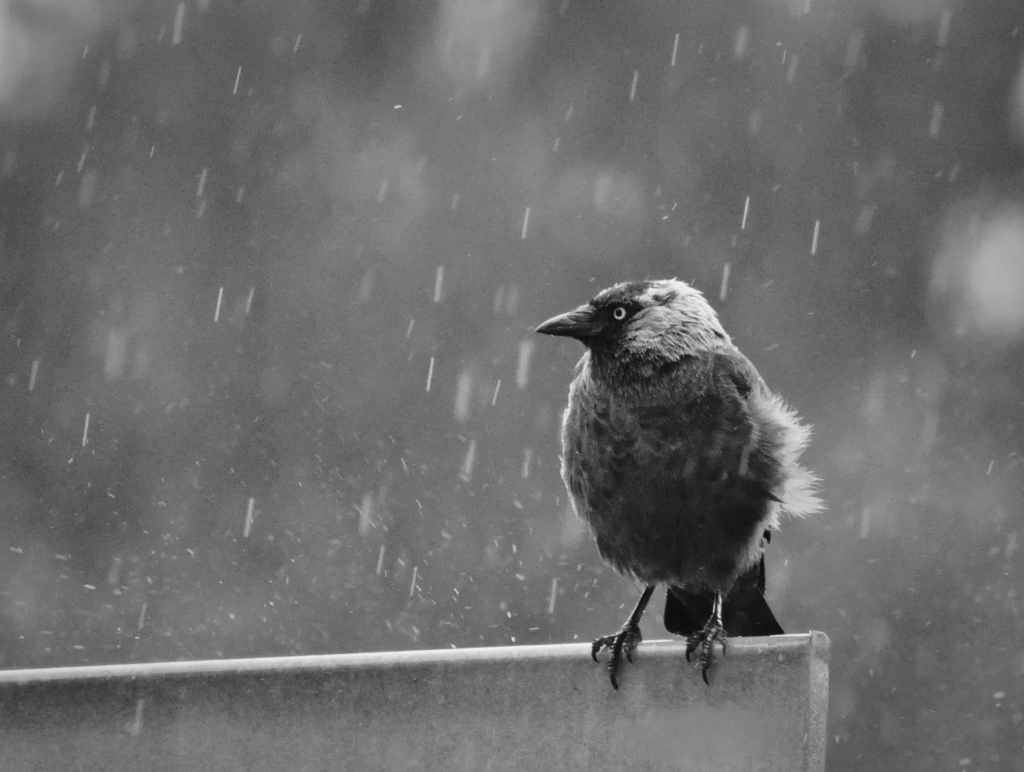 Mirek g jackdaw 8249384 1920