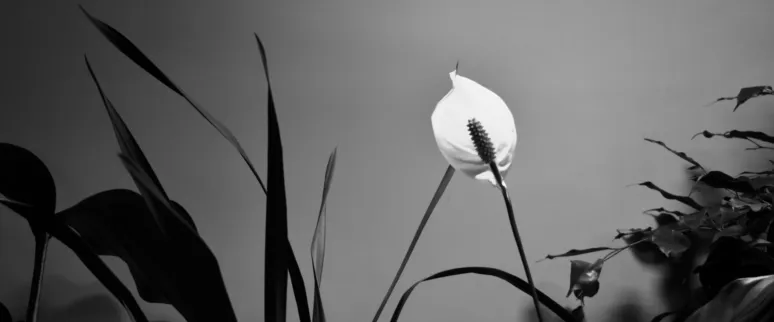 Landscape image article 30