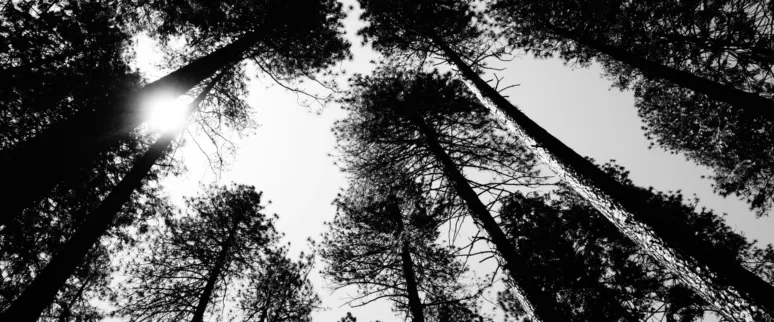 Landscape image article 39