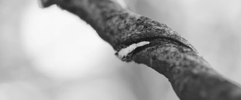 Landscape image article 9