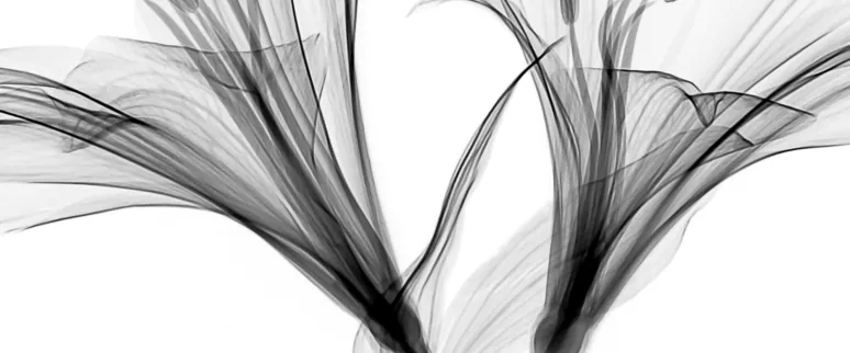 Landscape image article 24